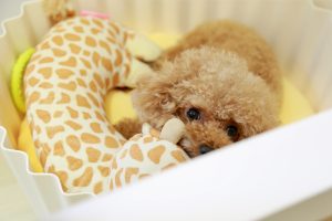 adorable poodle puppy in crate with stuffed giraffe toy