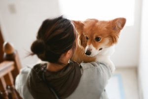 Woman carries Corgi dog