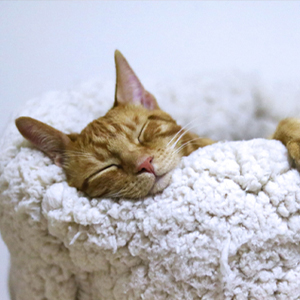 tabby cat sleeps in wool blanket