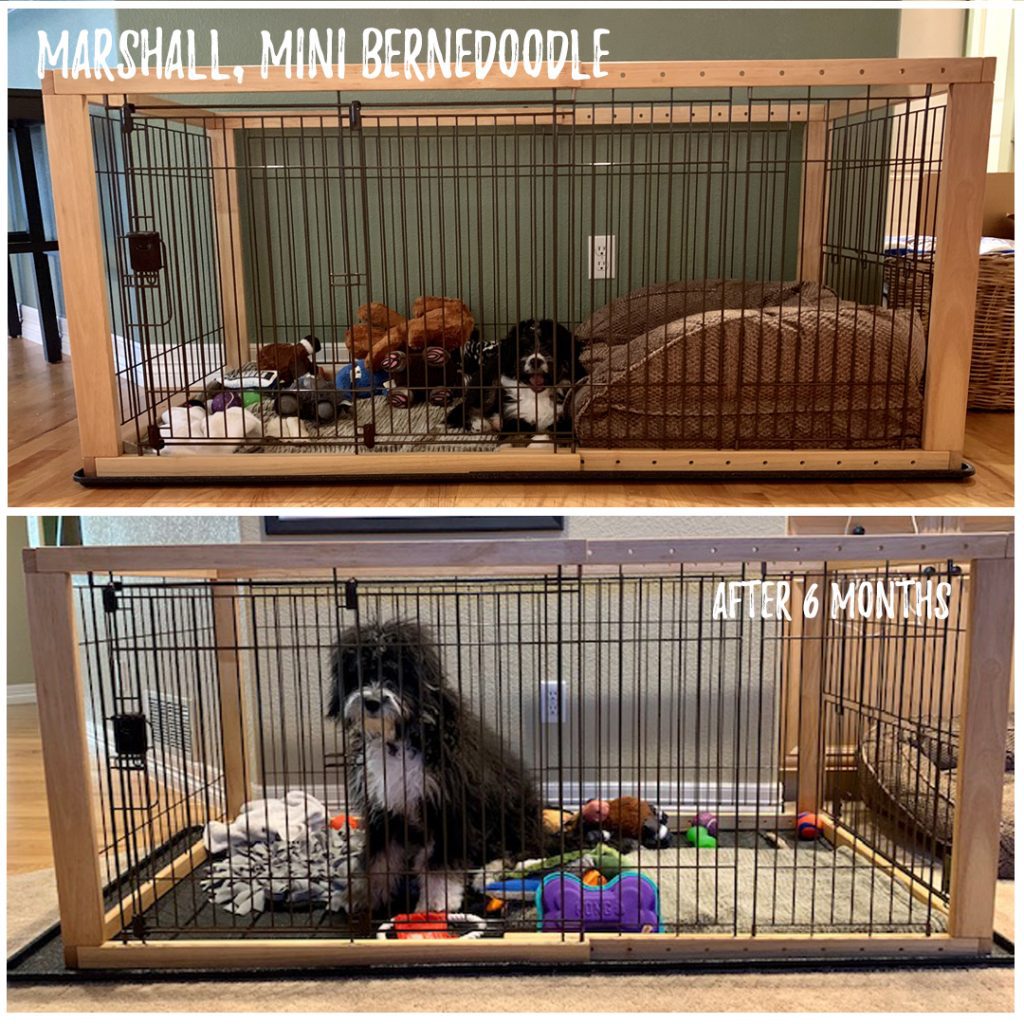 Why Crate Training is Important Richell USA Inc.