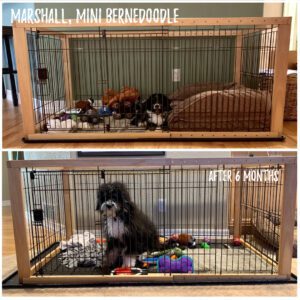 bernedoodles in crate