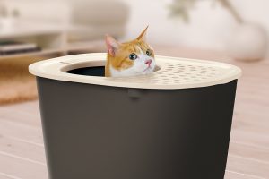 cat peeks head out of litter box