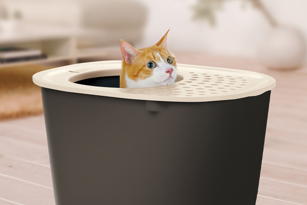 Does Your Cat Need a Bigger Litter Box?