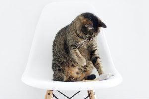 frisky cat playing on chair