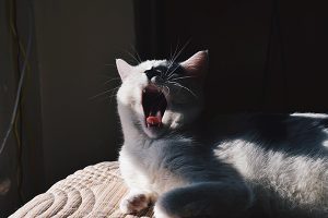 Cat yawns in window sunlight