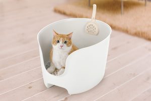 cute cat looks up at camera from white, high sided litter box