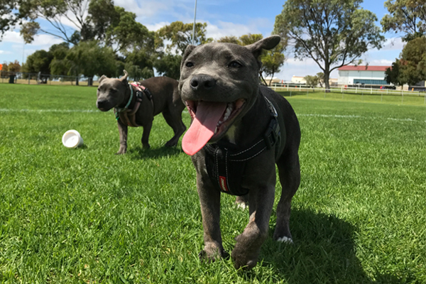 Dog Park 101:  Tips for Visiting Your First Off-Leash Dog Park