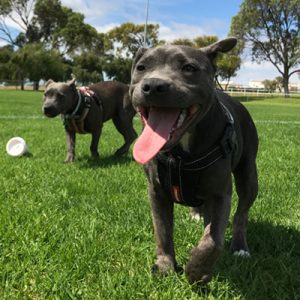 blue nose pit bulls play in field