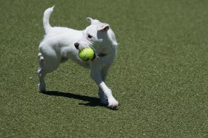 white dog with tennis ball at the dog park