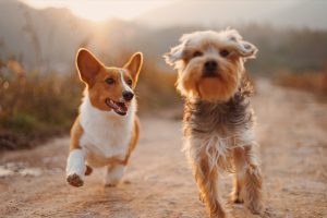 Corgie and Terrier run together