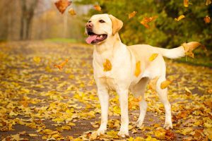 yellow labrador in autumn leaves