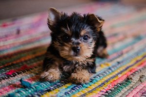 Cute yorkie puppy on colorful carpet