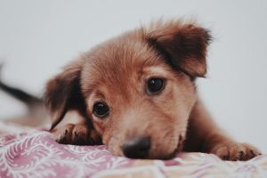 light brown puppy on blanket