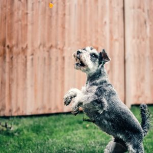Scottish Terrier leaps for treat