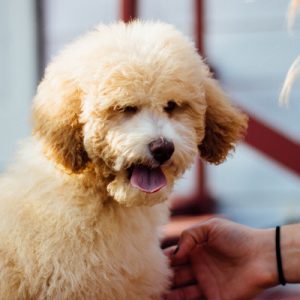 Blonde Poodle