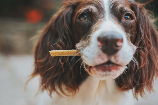Homemade Dog Food & Treats - Pros and Cons