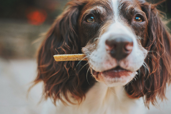 do dogs need salt in homemade food