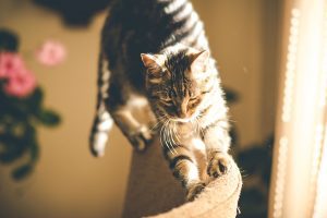 adult cat beside window blinds