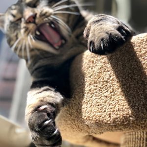 adult cat yawns