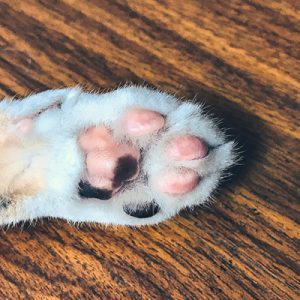 closeup of dog's paw