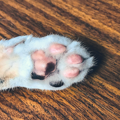 Cat claw solutions 2025