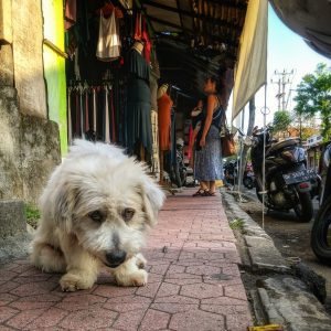sad dog leans head down