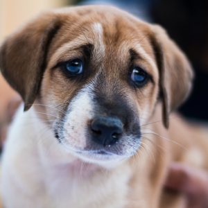 beagle puppy