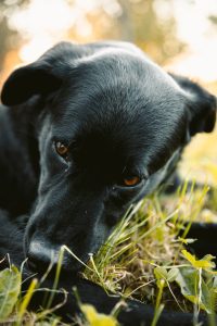 black lab in the grass