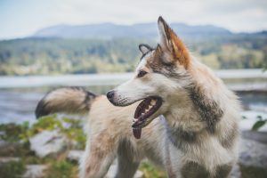 beautiful husky in the wild