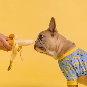 cute frenchie in a t shirt sniffs banana