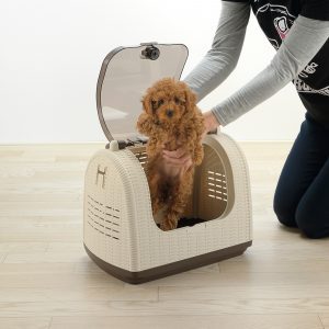 listing fluffy poodle puppy out of pet carrier