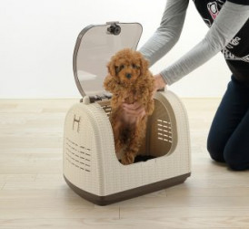 listing fluffy poodle puppy out of pet carrier