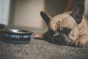 sad looking french bull dog by food bowl