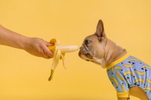 cute french bulldog sniffs banana