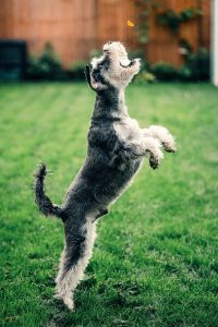 scottish terrier lunges for treat