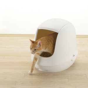 orange cat steps out of kitty litter box