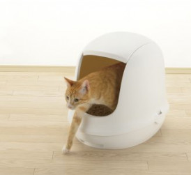 orange cat steps out of kitty litter box