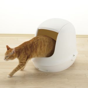 orange cat exists kitty litter box