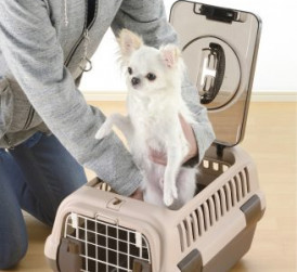 Lifting chihuahua out of carrier