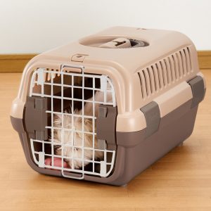 dog and toy inside pet carrier