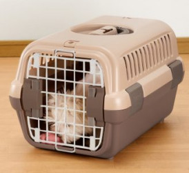 dog and toy inside pet carrier