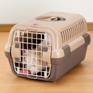 dog and kong inside pet carrier