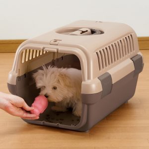 Shih Poo pup inside small plastic dog crate