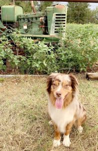 happy dog near farm