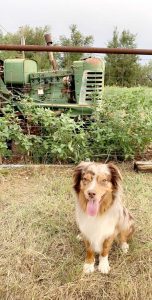 white and brown dog near tractor