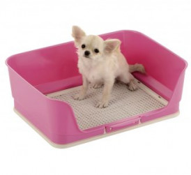 adorable chihuahua on potty pad tray