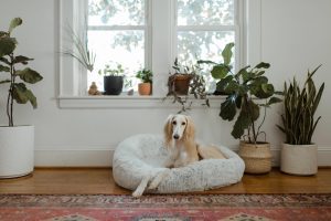 white greyhound on dog bed with houseplants