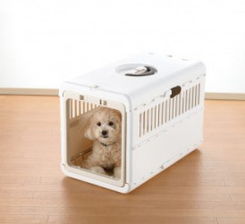 poodle puppy inside medium size pet carrier