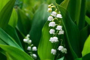poisonous flowers
