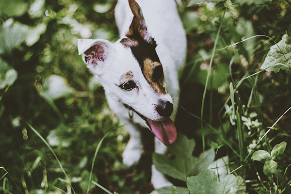 Poisonous Plants for Dogs